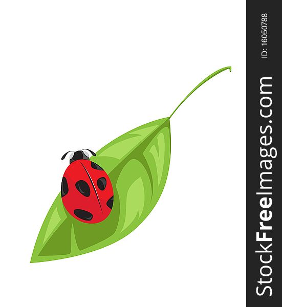 Ladybird on green leaf. Isolated on white. Illustration. Ladybird on green leaf. Isolated on white. Illustration