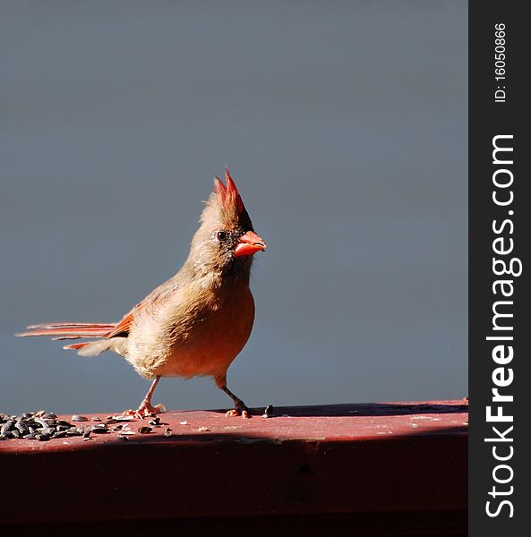 Cardinal feeding on sunflower seeds early in the morning