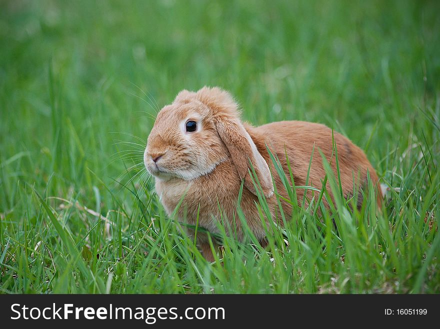 domestic rabbit outdoor photo session