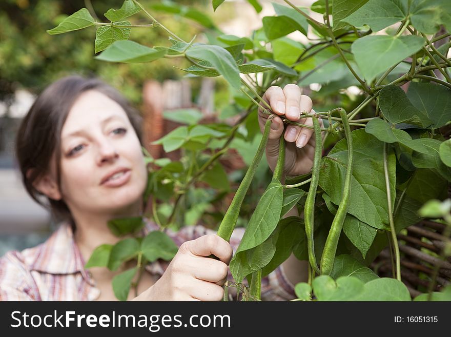 A Woman Picking Runner Beans