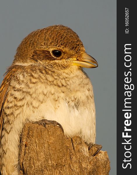 Juvenile of Red-backed Shrike, Lanius collurio close-up