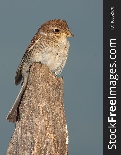 Juvenile of Red-backed Shrike, Lanius collurio , close-up