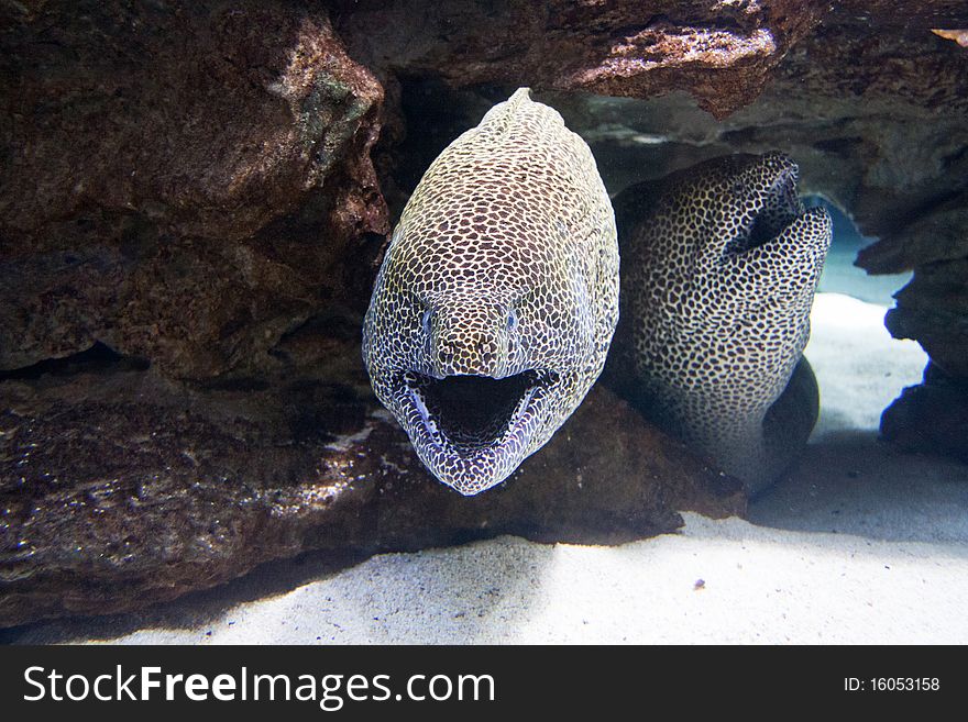 Two Moray Eels In The Sea