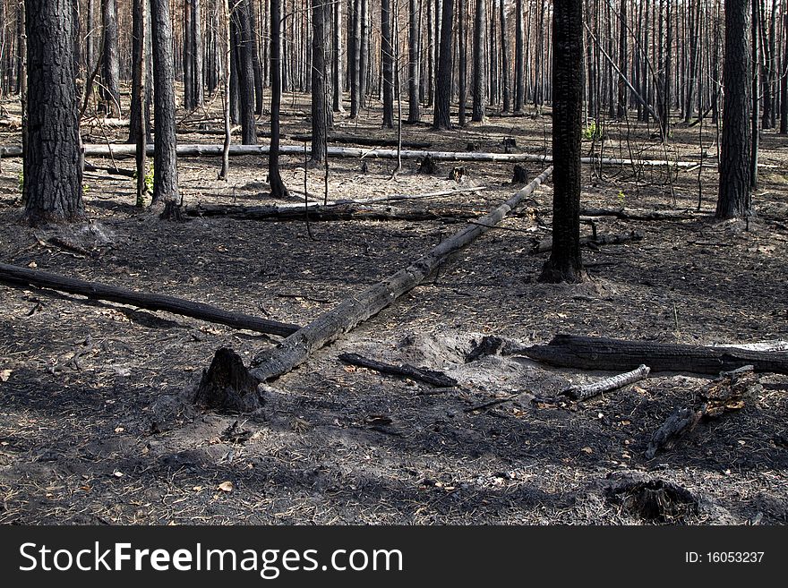 Burnt, charred trees after a forest fire. Burnt, charred trees after a forest fire