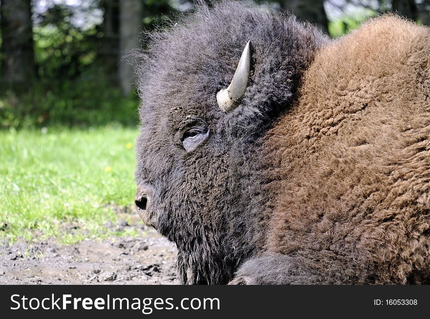 Shot of old male bison lying on a field