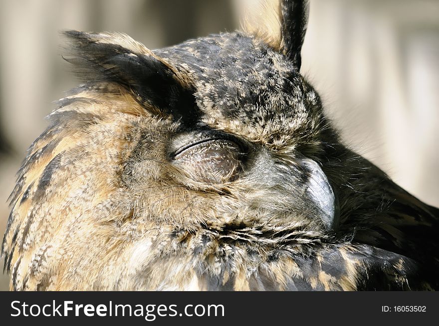 Shot of sleeping owl sitting on tree