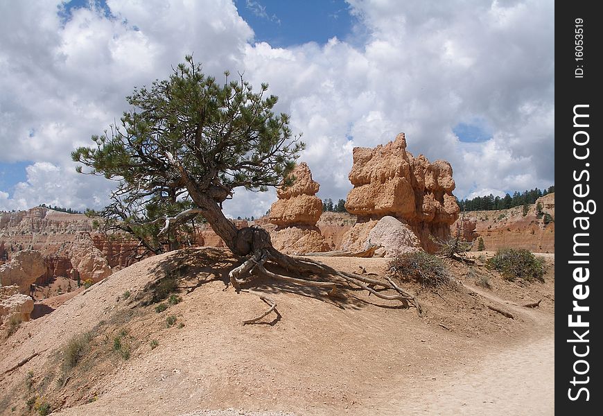 An old tree along a sunny trail at beautiful Bryce Canyon National Park. An old tree along a sunny trail at beautiful Bryce Canyon National Park