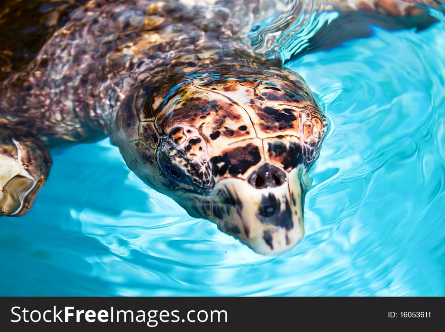 Sea turtle swimming in tropical water, Cuba. Sea turtle swimming in tropical water, Cuba
