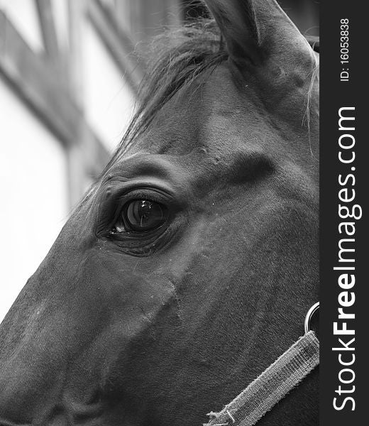 Eye black horse, close-up. Black and white photograph. Eye black horse, close-up. Black and white photograph.