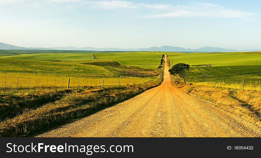 Long gravel road through green canola fields. Long gravel road through green canola fields