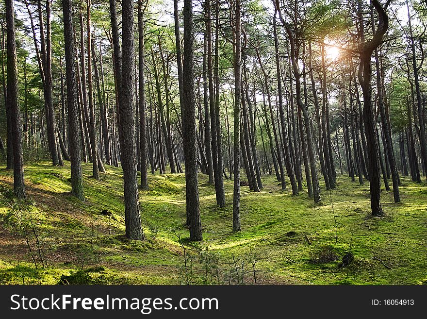 Green pine forest with ray of light .