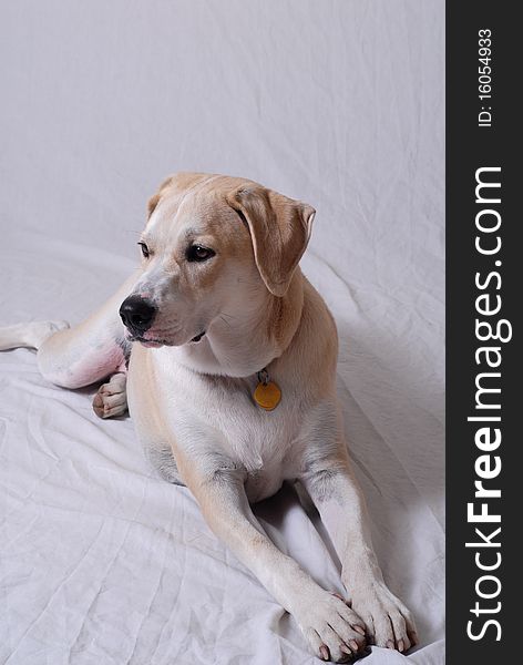 Labrador Retriever hound mix dog protrait