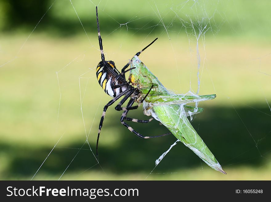 A spider has captured a grasshoper. A spider has captured a grasshoper.