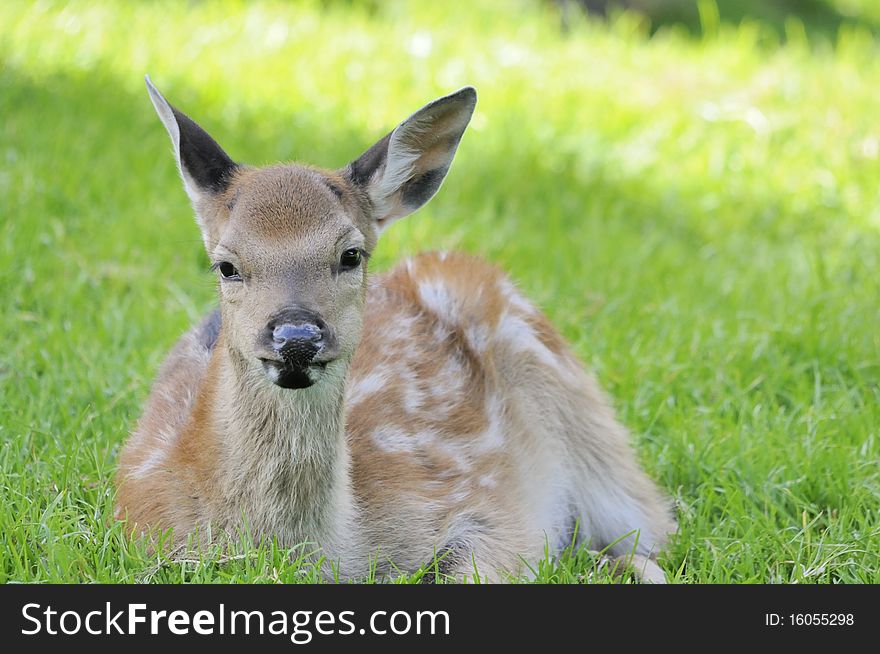 Shot of young doe lying in grass