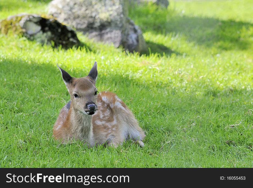 Shot of young doe lying in grass