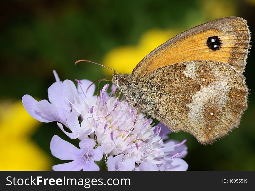 Gatekeeper Butterfly , Pyronia tithonus , on a pur