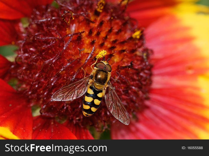 Hoverfly, Eupeodes Luniger, On The Stamens Of A Re