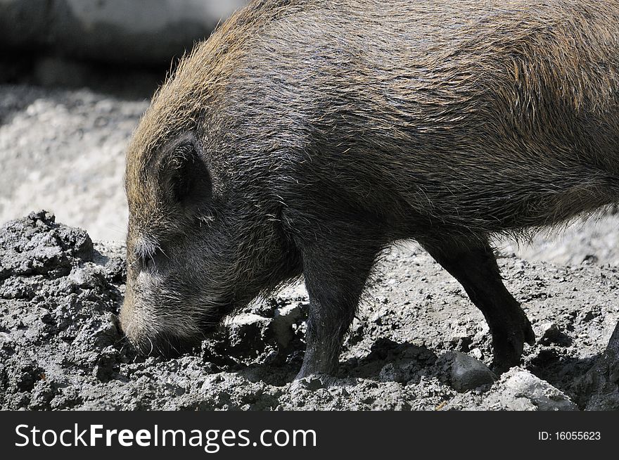 Shot of wild boar digging in dirt