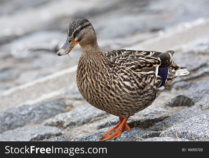 Duck walking alone in the yard