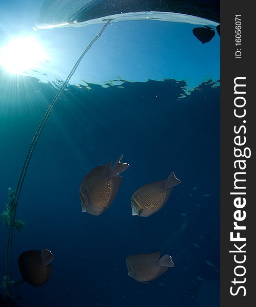 Sailfin tang (Zebrasoma desjardinii) Small school at the surface with with the bow of a boat above. Red Sea, Egypt. Sailfin tang (Zebrasoma desjardinii) Small school at the surface with with the bow of a boat above. Red Sea, Egypt.