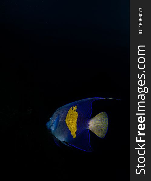 Rear view of a Yellowbar angelfish (Pomacanthus maculosus) on a blue background, Red Sea, Egypt. Rear view of a Yellowbar angelfish (Pomacanthus maculosus) on a blue background, Red Sea, Egypt.