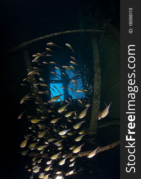 School Of Silver Fish Inside Shipwreck