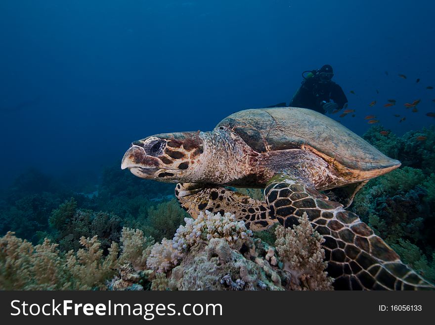 Hawksbill turtle (Eretmochelys imbricata), Endangered, swimming over the coral reef. Ras Mohammed national park. Red Sea, Egypt.