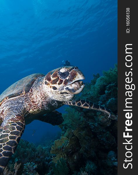 Hawksbill turtle (Eretmochelys imbricata), Endangered, swimming over the coral reef. Ras Mohammed national park. Red Sea, Egypt.