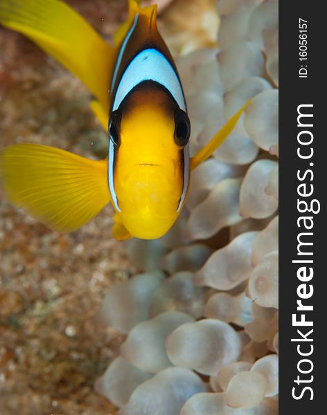 Red Sea Anemonefish (Amphiprion bicinctus) in its' host, the Bubble anemone (Entacmaea quadricolor). Red Sea, Egypt. Red Sea Anemonefish (Amphiprion bicinctus) in its' host, the Bubble anemone (Entacmaea quadricolor). Red Sea, Egypt.