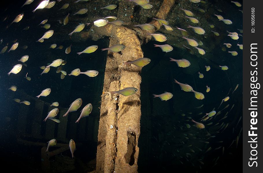 Glass fish inside shipwreck