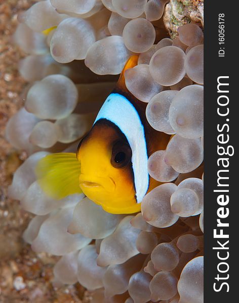 Red Sea Anemonefish (Amphiprion bicinctus) in its' host, the Bubble anemone (Entacmaea quadricolor). Red Sea, Egypt. Red Sea Anemonefish (Amphiprion bicinctus) in its' host, the Bubble anemone (Entacmaea quadricolor). Red Sea, Egypt.