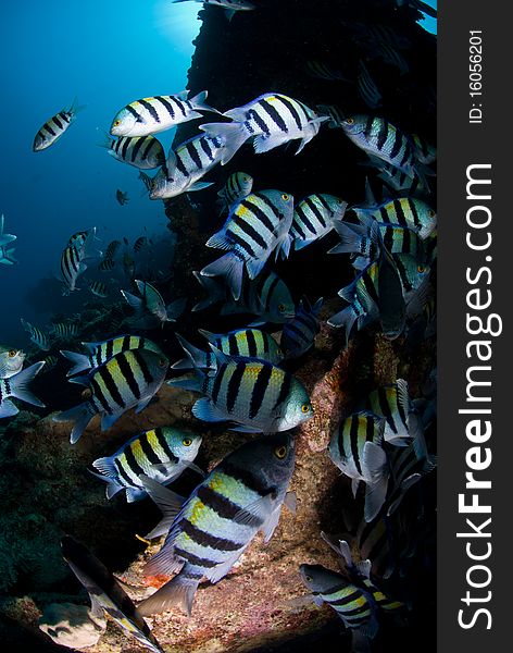 Sergeant major fish (abudefduf vaigiensis) large school on the wreck of the SS Ulysses. Gobal Island, Red Sea, Egypt. Sergeant major fish (abudefduf vaigiensis) large school on the wreck of the SS Ulysses. Gobal Island, Red Sea, Egypt.