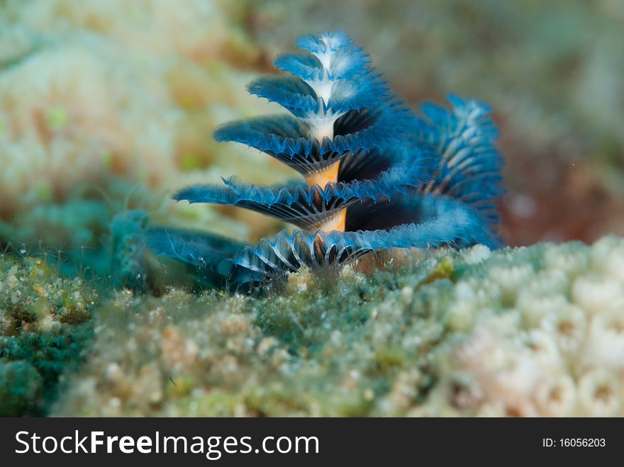 Macro Shot of a Christmas tree worm (spirobranchus giganteus).