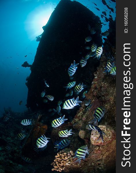 Sergeant major fish (abudefduf vaigiensis) school of fish on the wreck of the SS Ulysses. Gobal Island, Red Sea, Egypt. Sergeant major fish (abudefduf vaigiensis) school of fish on the wreck of the SS Ulysses. Gobal Island, Red Sea, Egypt.