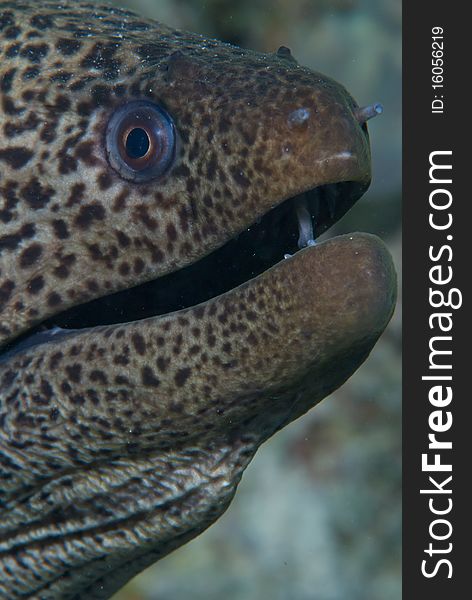 Head shot of a Giant moray (gymnothorax javanicus), Red Sea, Egypt.