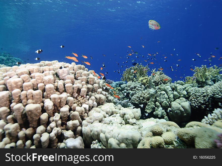 Colourful pristine coral reef