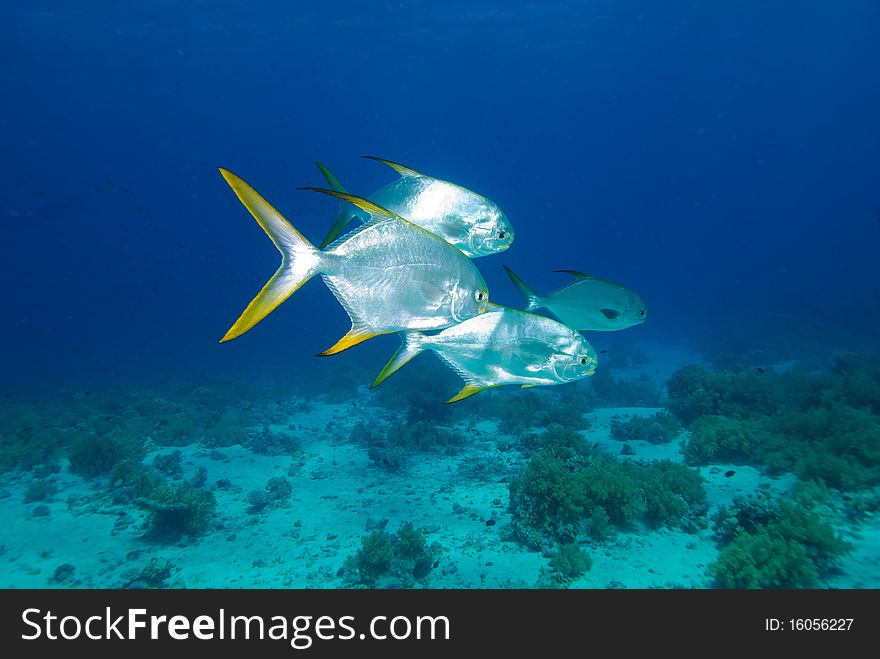 School of  Silver tropical fish swimming over coral reef. School of  Silver tropical fish swimming over coral reef