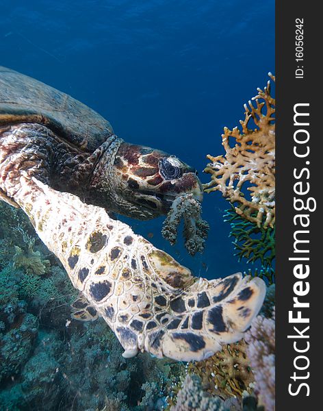 Hawksbill turtle (Eretmochelys imbricata), Endangered, feeding on soft coral reef. Ras Mohammed national park. Red Sea, Egypt.