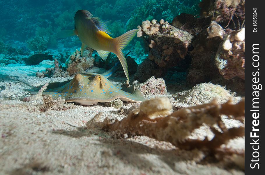 A Bluespotted stingray (Taeniura lymma) resting in the sand, close up,front view. Red Sea, Egypt