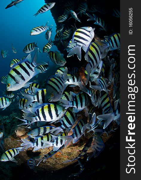 Sergeant major fish (abudefduf vaigiensis) large school on the wreck of the SS Ulysses. Gobal Island, Red Sea, Egypt. Sergeant major fish (abudefduf vaigiensis) large school on the wreck of the SS Ulysses. Gobal Island, Red Sea, Egypt.