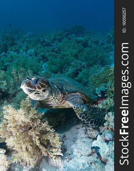 Hawksbill turtle (Eretmochelys imbricata), Endangered, swimming over the coral reef. Ras Mohammed national park. Red Sea, Egypt.