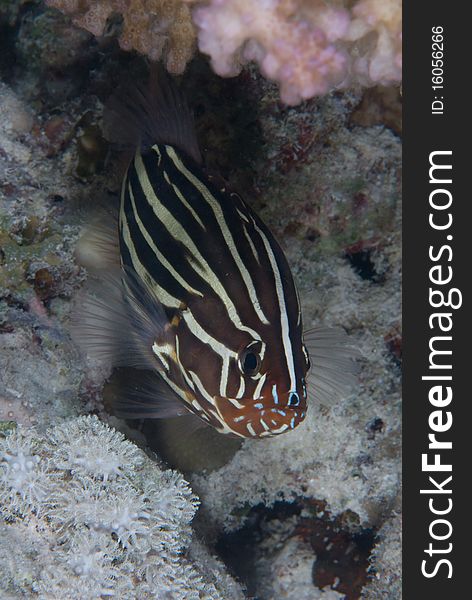 Sixstriped soapfish (Grammistes sexlineatuss). Red Sea, Egypt.