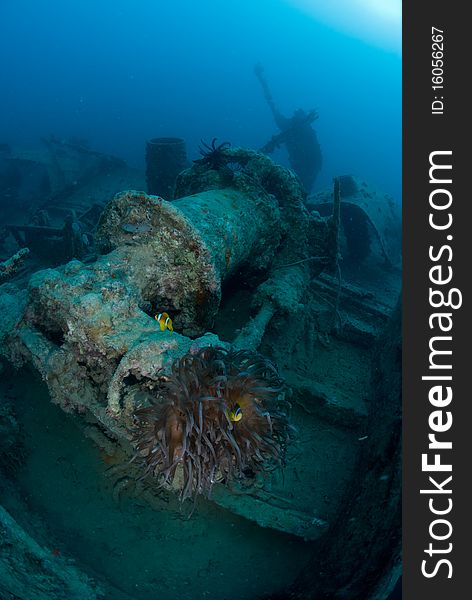 Marine life on Shipwreck