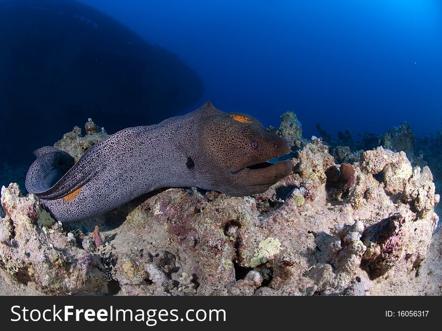 Free swimming Giant moray (gymnothorax javanicus) with the bow of the Shipwreck, the Salem express in the background, Red Sea, Egypt.