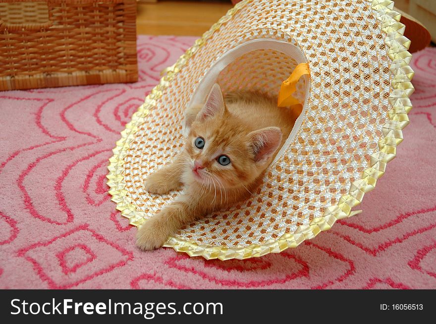 Orange kitten playing in hat. Orange kitten playing in hat