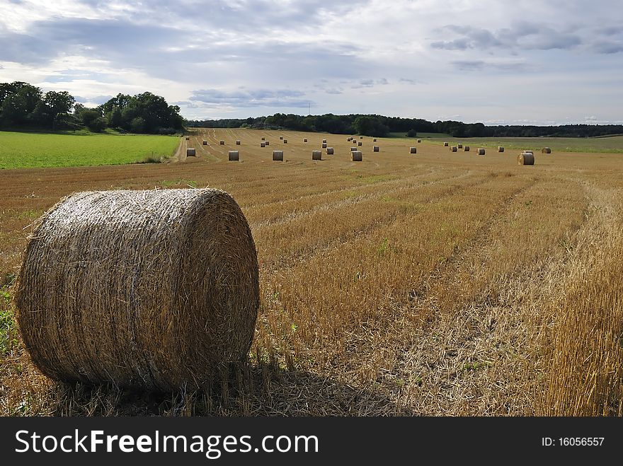 Rolls of straw on Swedish summer field