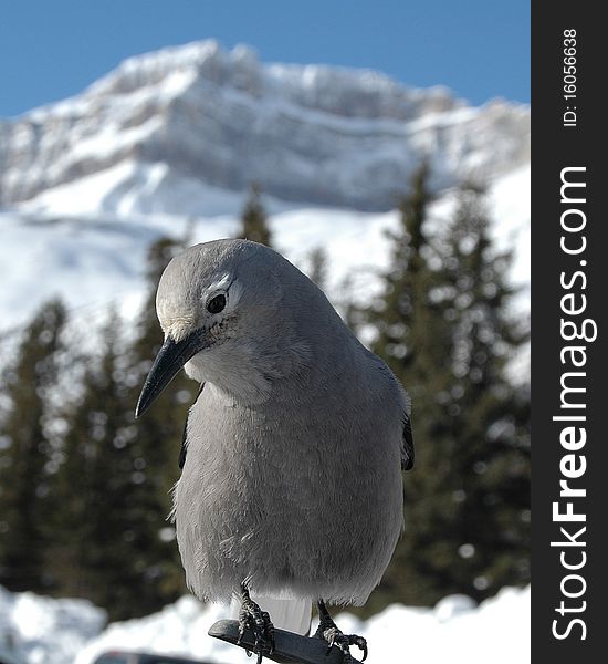 The Clark's Nutcracker is a very friendly bird and will more then likely feed from your hand. The Clark's Nutcracker is native to the Canadian Rockies and Boreal Forest.