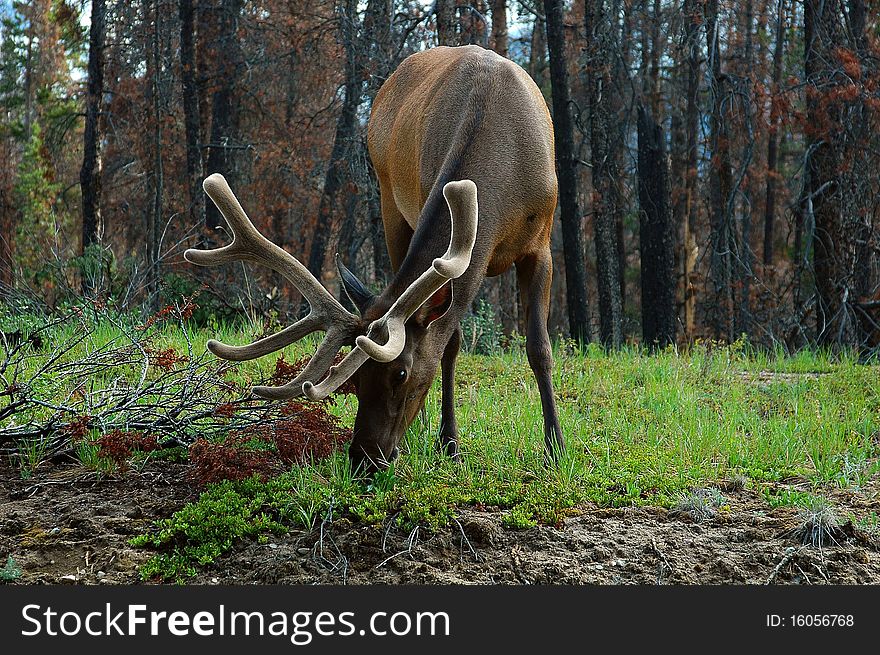 Elk with Valvet Rack
