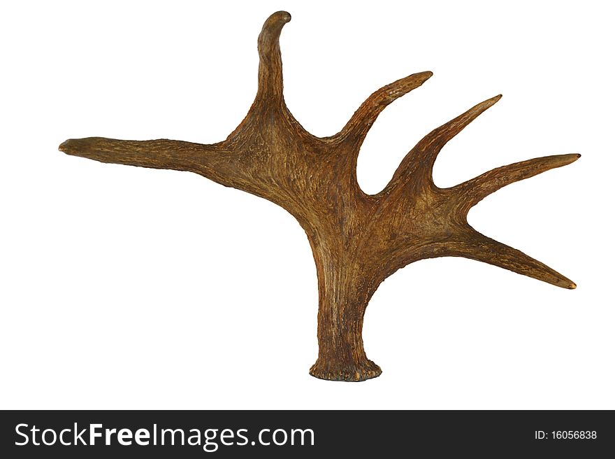Horns of an elk on a white background