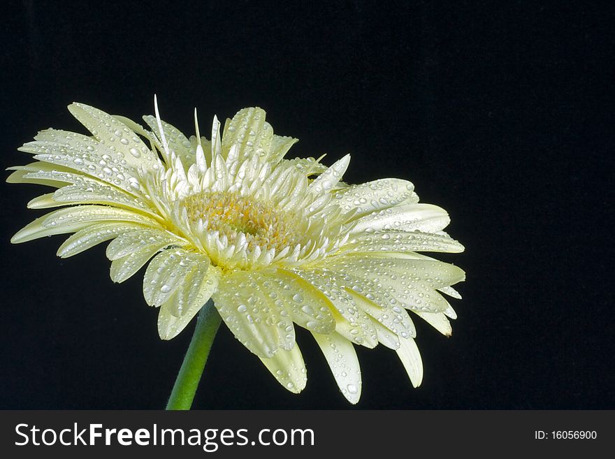 Cream Gerbera Daisy isolated on black background